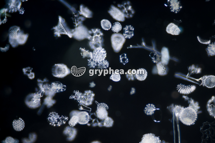 Radiolaires x10 - gryphea.org